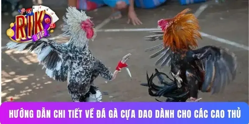 Hướng dẫn chi tiết về đá gà cựa dao dành cho các cao thủ