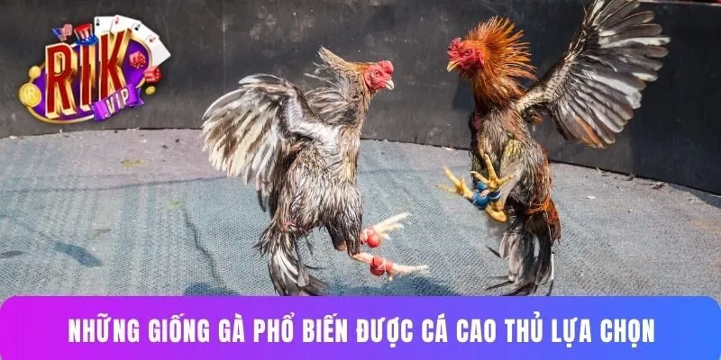 Những giống gà phổ biến được cá cao thủ lựa chọn